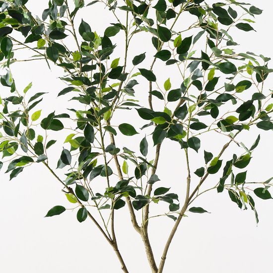 Ficus Tree, Green 210cmh (FI10893GR)