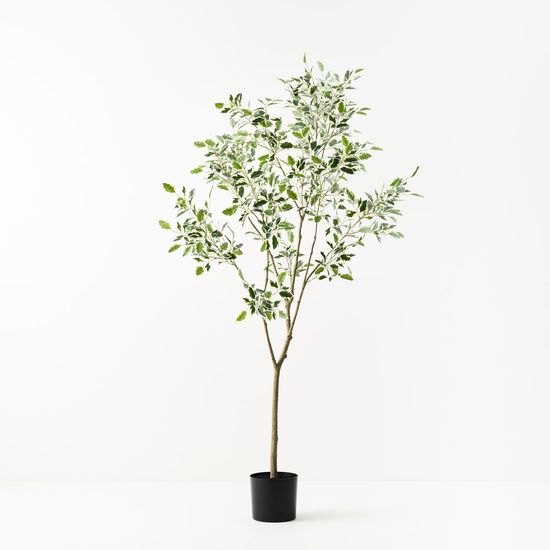 Ficus Tree, Variegated 210cmh (FI10893VG)