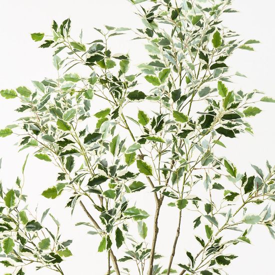 Ficus Tree, Variegated 210cmh (FI10893VG)