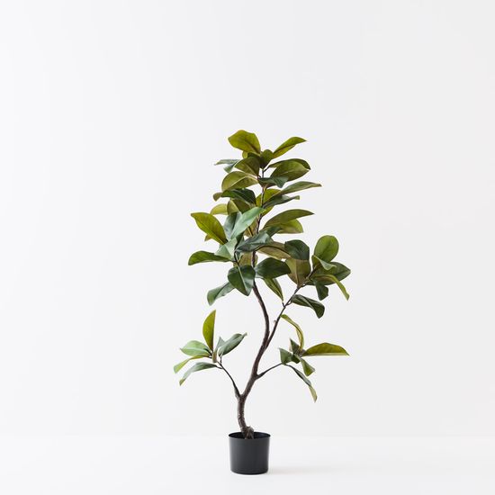 2 x Rubber Tree, Green 145cmh