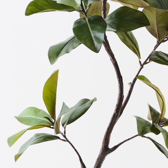 2 x Rubber Tree, Green 145cmh