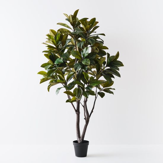 Rubber Tree, Green 220cmh