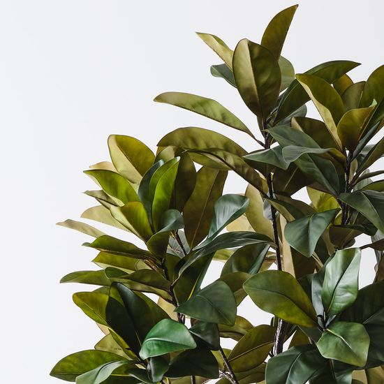 Rubber Tree, Green 220cmh