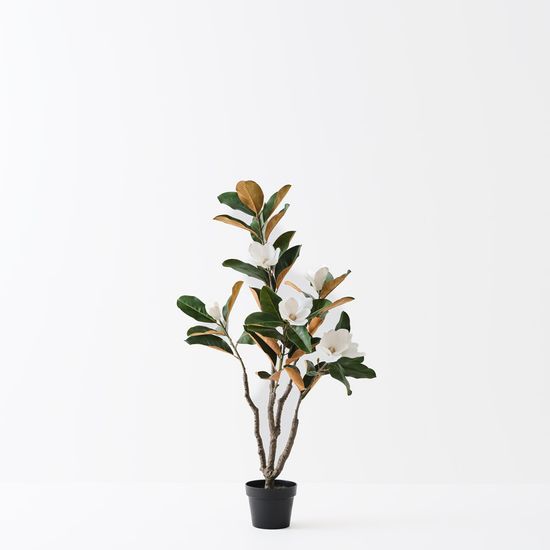 2 x Magnolia Tree, White Green 120cmh