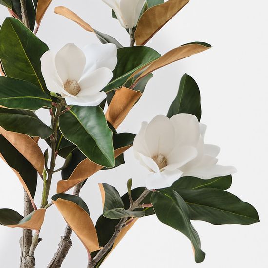 2 x Magnolia Tree, White Green 120cmh