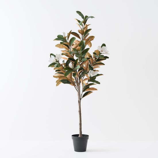 Magnolia Tree, White Green 190cmh