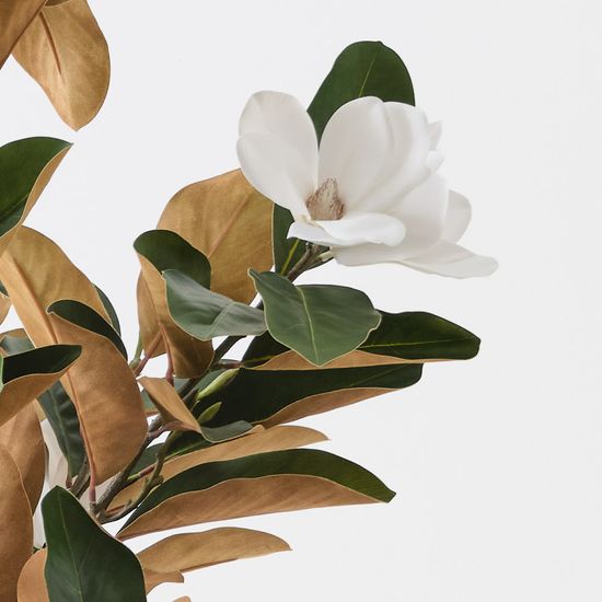 Magnolia Tree, White Green 190cmh