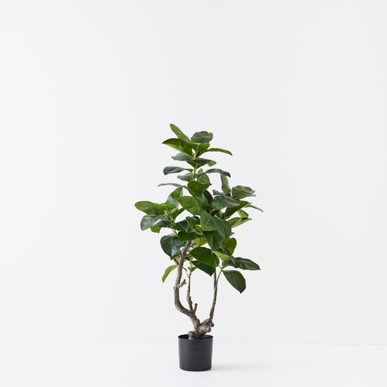 2 x Ficus Altissima Tree, Green 130cmh