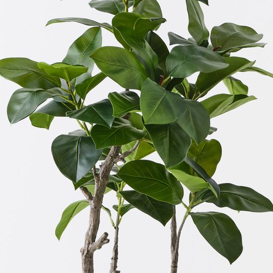 2 x Ficus Altissima Tree, Green 130cmh