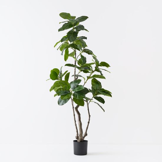 2 x Ficus Altissima Tree, Green 180cmh
