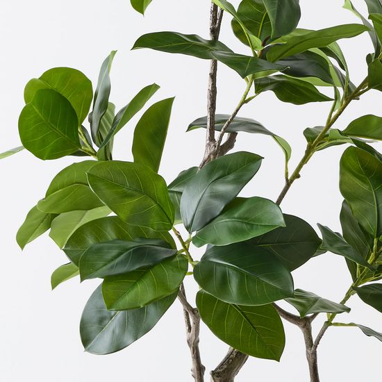 2 x Ficus Altissima Tree, Green 180cmh