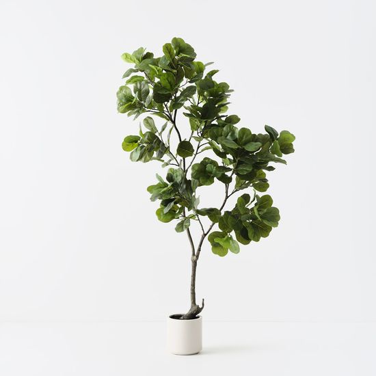Fiddle Leaf Tree, Green 160cmh (FI11277GR)
