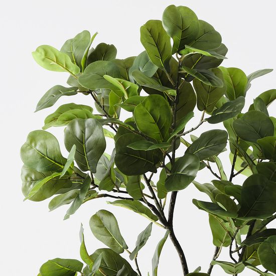 Fiddle Leaf Tree, Green 160cmh (FI11277GR)