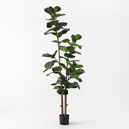 2 x Fiddle Leaf Tree, Green 185cmh (FI11280GR)