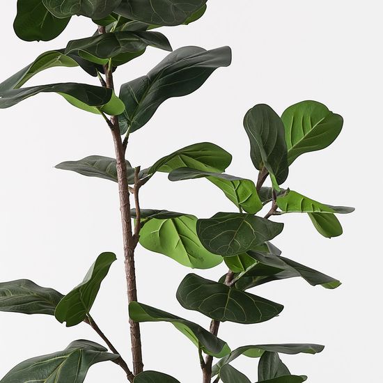 2 x Fiddle Leaf Tree, Green 185cmh (FI11280GR)