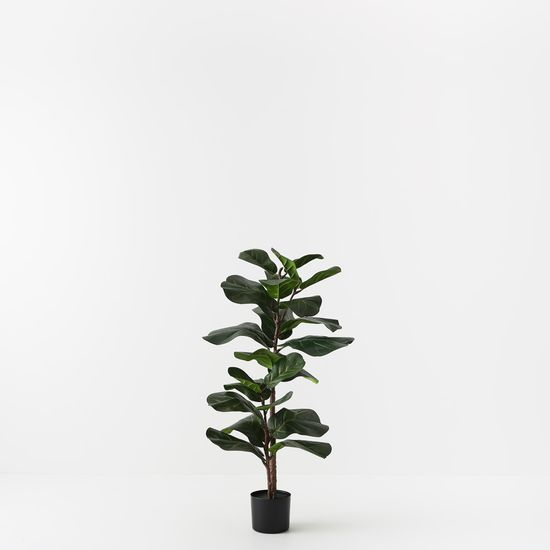 2 x Fiddle Leaf Tree, Green 105cmh
