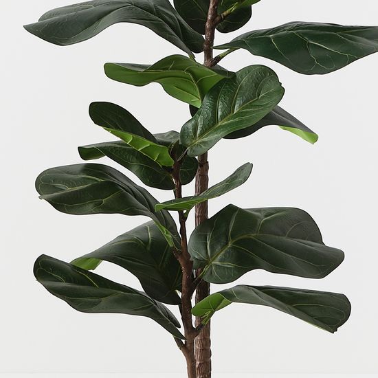 2 x Fiddle Leaf Tree, Green 105cmh