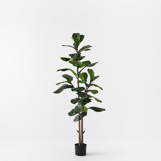 2 x Fiddle Leaf Tree, Green 145cmh