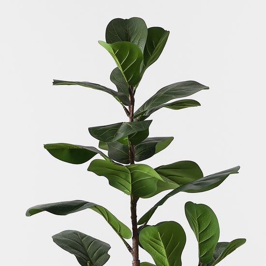 2 x Fiddle Leaf Tree, Green 145cmh