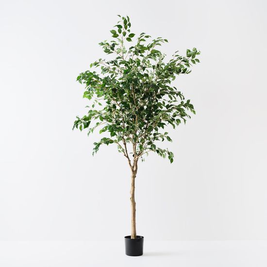 Ficus Tree, Green 230cmh