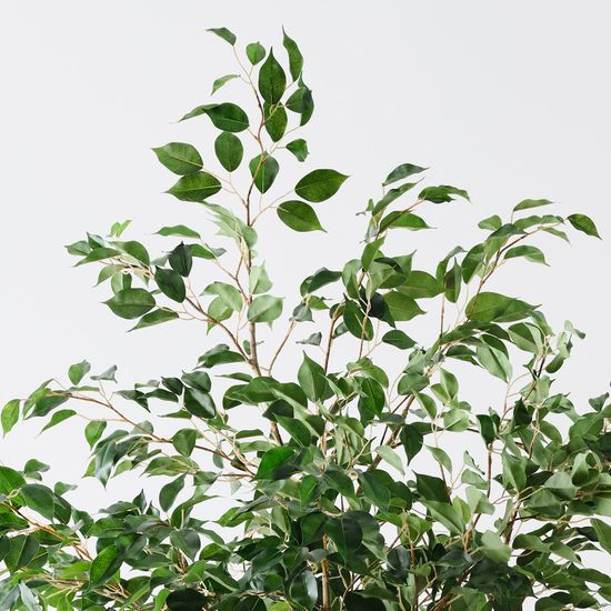 Ficus Tree, Green 230cmh