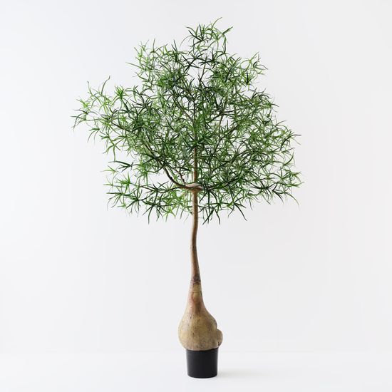 Bottle Tree, Green 245cmh