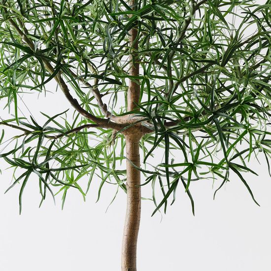 Bottle Tree, Green 245cmh