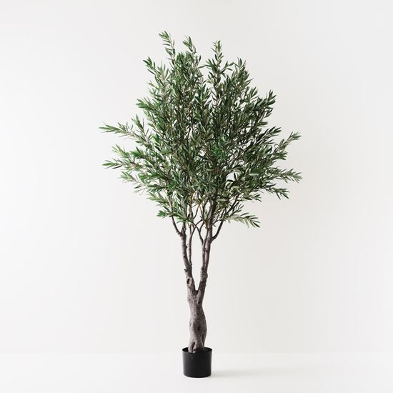 Olive Tree, Grey Green 260cmh