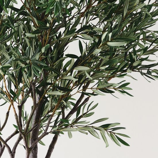 Olive Tree, Grey Green 260cmh