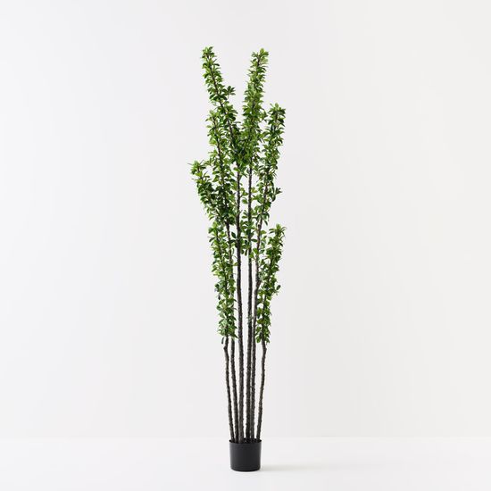 2 x Alhagi Tree, Green 183cmh