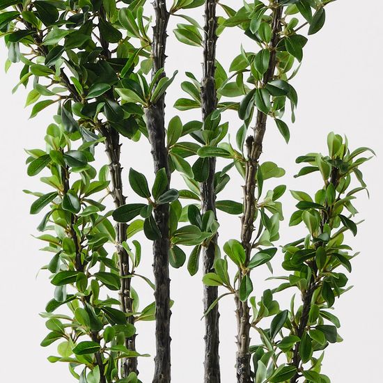 2 x Alhagi Tree, Green 183cmh