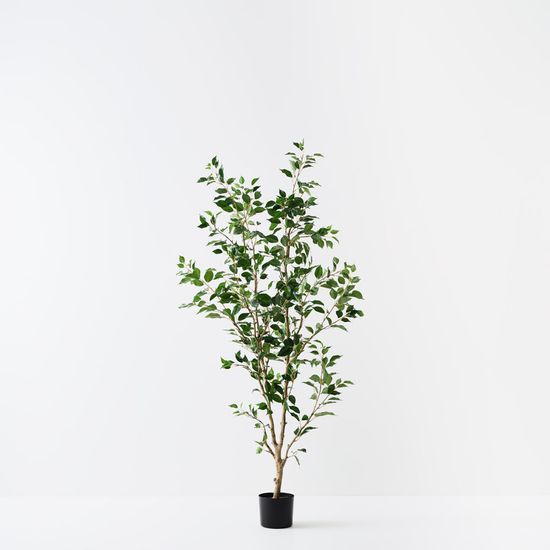 2 x Ficus Tree, Green 183cmh