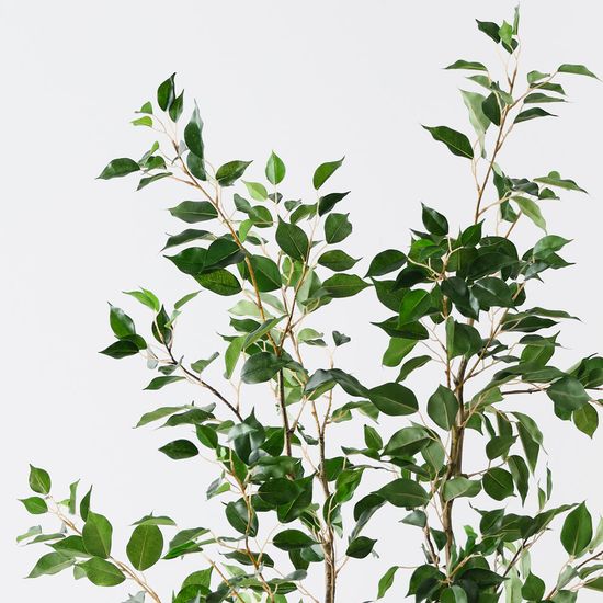 2 x Ficus Tree, Green 183cmh