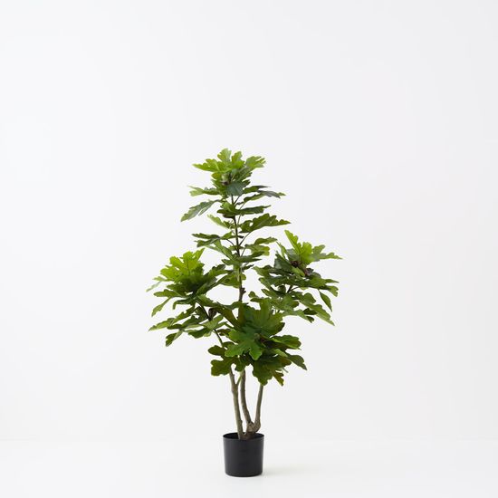 2 x Fig Tree, Green 150cmh