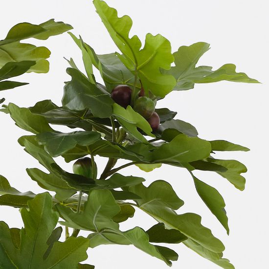 2 x Fig Tree, Green 150cmh