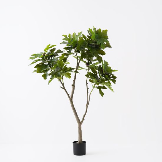Fig Tree, Green 180cmh
