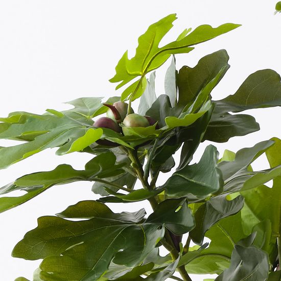 Fig Tree, Green 180cmh