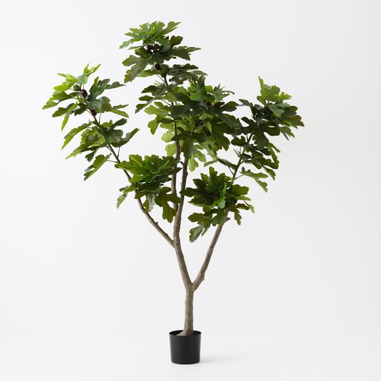 Fig Tree, Green 210cmh