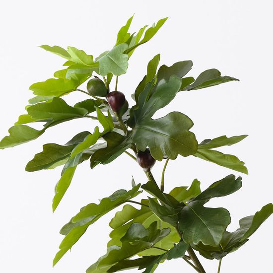 Fig Tree, Green 210cmh
