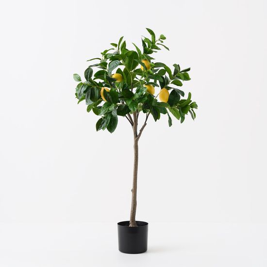 2 x Lemon Tree, Yellow Green 120cmh