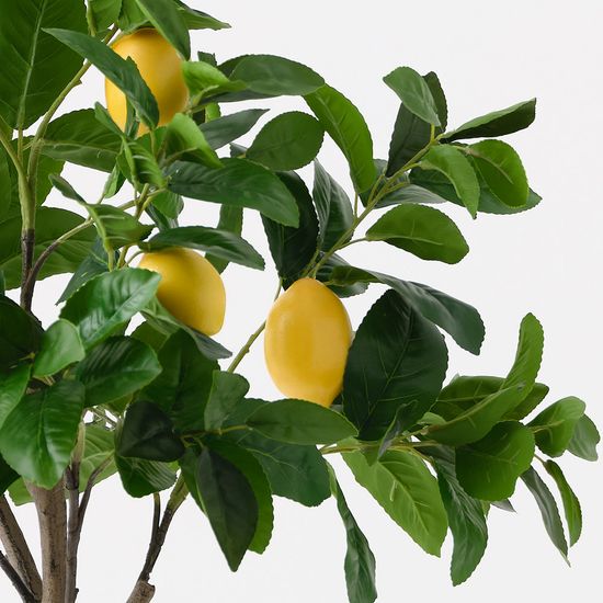 2 x Lemon Tree, Yellow Green 120cmh