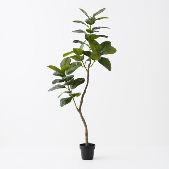 Rubber Tree, Green 180cmh (FI11385GR)