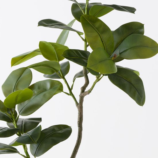 Rubber Tree, Green 180cmh (FI11385GR)