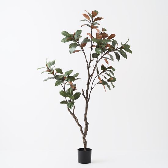 Magnolia Tree, Green 210cmh