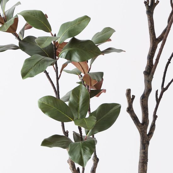 Magnolia Tree, Green 210cmh