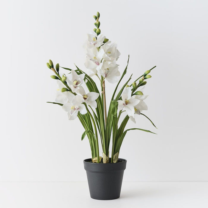 Orchid Cymbidium Plant, White 86cmh