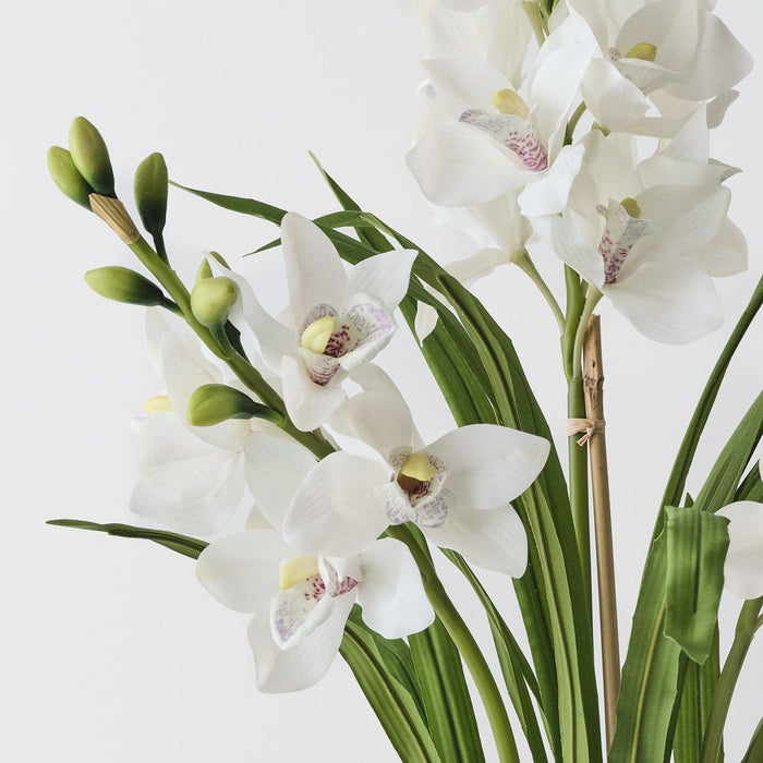 Orchid Cymbidium Plant, White 86cmh