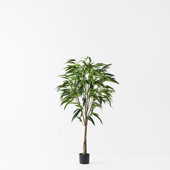 2 x Ficus Alii Tree, Green 152cmh