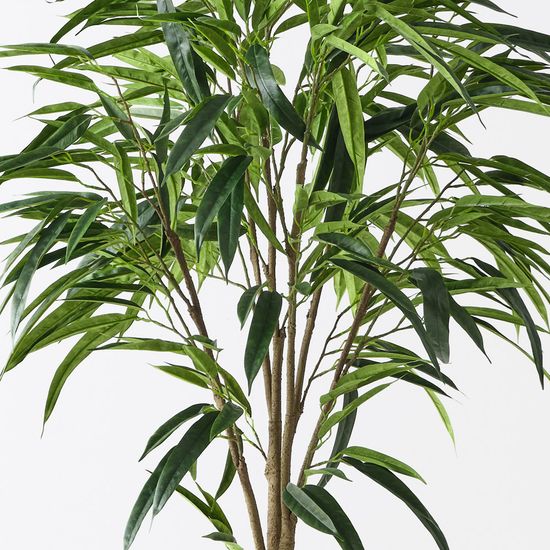 2 x Ficus Alii Tree, Green 152cmh