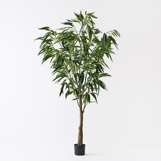 2 x Ficus Alii Tree, Green 213cmh